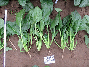 �ٶ�1643����-���˷N��-�V��