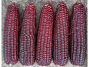 �t����309����-���׷N��-�V��