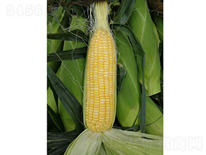 �V����25̖����-���׷N��-�V��