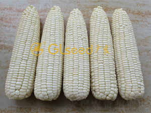 �V����Ŵ7̖-���׷N��-�V��