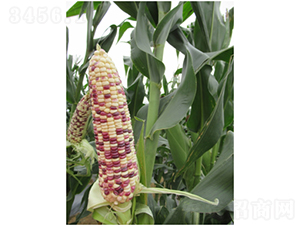 �V��Ŵ6̖����-���׷N��-�V��