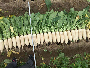 �V��K-36�}��-�}���N��-�V��