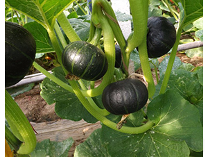 �ҷ�-�ϹϷN��-�A���N��