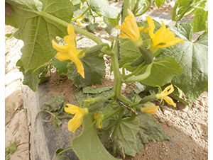 ����-�S�ϷN��-�A���N��