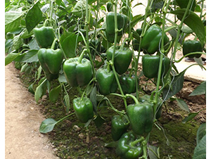 ���E-�𽷷N��-�A���N��