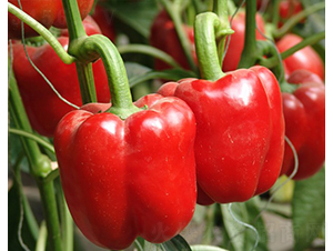 �͂�-�𽷷N��-�A���N��