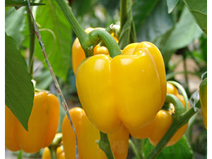 �_�{����-�𽷷N��-�A���N��