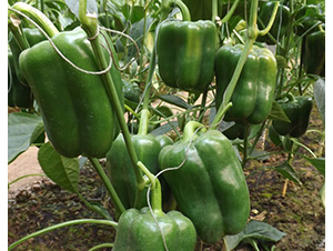 ��ʥ-�𽷷N��-�A���N��