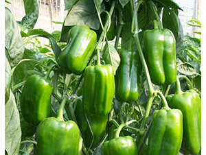 �ͬ�-�𽷷N��-�A���N��