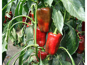 �W��һ̖(h��o)-�𽷷N��-�A���N��