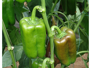 ����-�𽷷N��-�A���N��