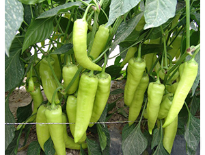 ʥ�˵ñ�-�𽷷N��-�A���N��