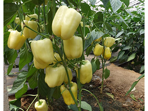 Ī˹��-�𽷷N��-�A���N��