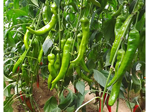 ��-�����N��-�A���N��