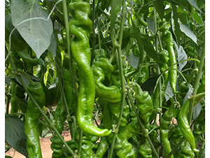 �A��105-�����N��-�A���N��