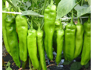 ���L��-�����N��-�A���N��