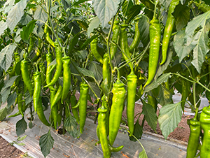 �A��2109-�����N��-�A���N��