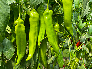 �A��2127-�����N��-�A���N��