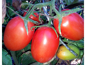 �t��ʯ-�ӹ����ѷN��-�A���N��