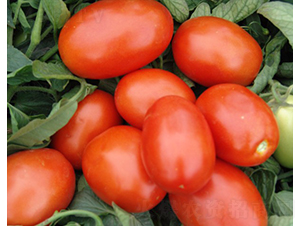 �¼t��ʯ-�ӹ����ѷN��-�A���N��