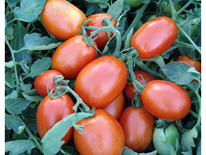 �@ʯ-�ӹ����ѷN��-�A���N��