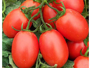 �A��055-�ӹ����ѷN��-�A���N��