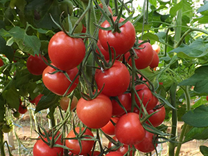 ����-���ҷ��ѷN��-�A���N��