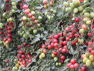 ����-���ҷ��ѷN��-�A���N��