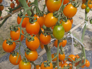 �Ѽ�-���ҷ��ѷN��-�A���N��