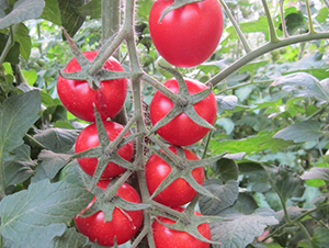 �t��-���ҷ��ѷN��-�A���N��