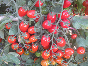 ����-���ҷ��ѷN��-�A���N��