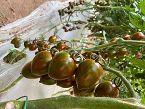 �Բ�148-���ҷ��ѷN��-�A���N��