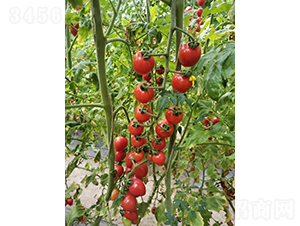 �A����1̖-���ҷ��ѷN��-�A���N��