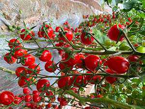 �A����2̖-���ҷ��ѷN��-�A���N��