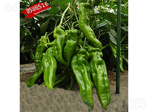 �K��(r��n)516-�����N��-�K��(r��n)�N�I(y��)