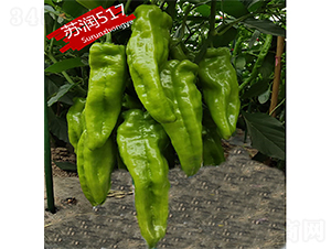 �K��(r��n)517-�����N��-�K��(r��n)�N�I(y��)