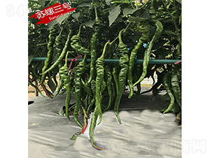 �K����̖(h��o)-�����N��-�K��(r��n)�N�I(y��)