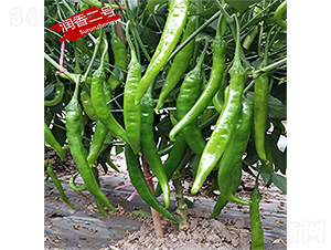 ��(r��n)���̖(h��o)-�����N��-�K��(r��n)�N�I(y��)