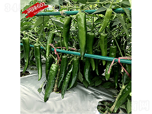 ��(r��n)��601-�����N��-�K��(r��n)�N�I(y��)