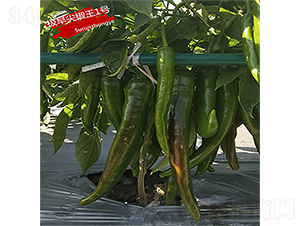 �O��⽷��1̖-�����N��-�K���N�I(y��)