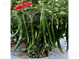 ���L��̖-�����N��-�K���N�I(y��)