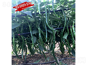 �K��93̖-�����N��-�K���N�I(y��)