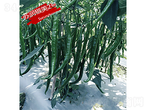 �K������2̖-�����N��-�K���N�I(y��)