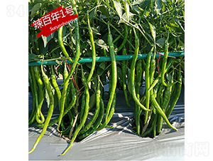 ������1̖-�����N��-�K���N�I(y��)