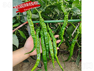 ܛƤ������-�����N��-�K���N�I(y��)