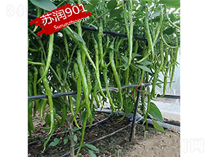 �K��901-�����N��-�K���N�I(y��)