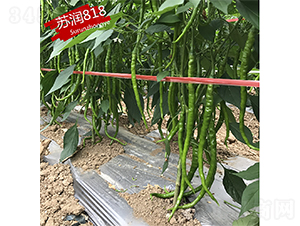 �K��818-�����N��-�K���N�I(y��)