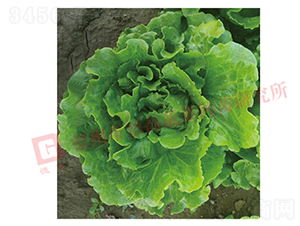 �¸����������-���˷N��-�¸߷N�I(y��)