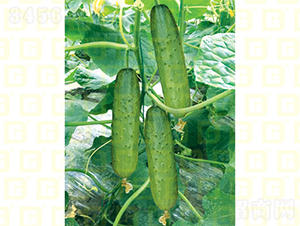 �¸�985�S��-�S�ϷN��-�¸߷N�I(y��)