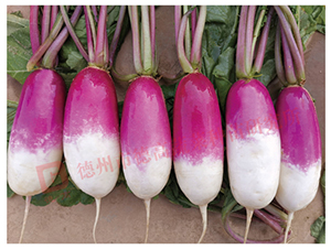 һ�c�t�}��-RS60-�}���N��-�¸߷N�I(y��)